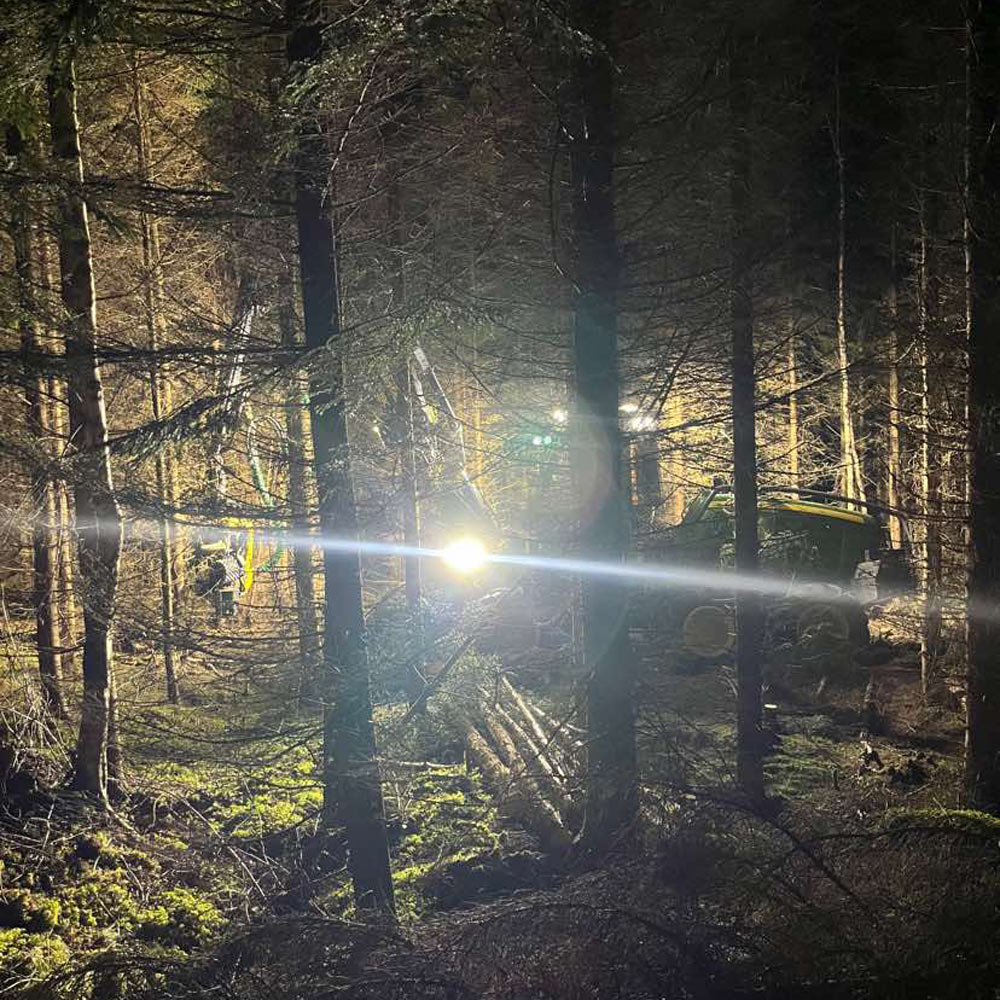 Arbetar i skogen